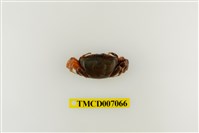 藏品(麗彩擬瘦招潮蟹)的圖片